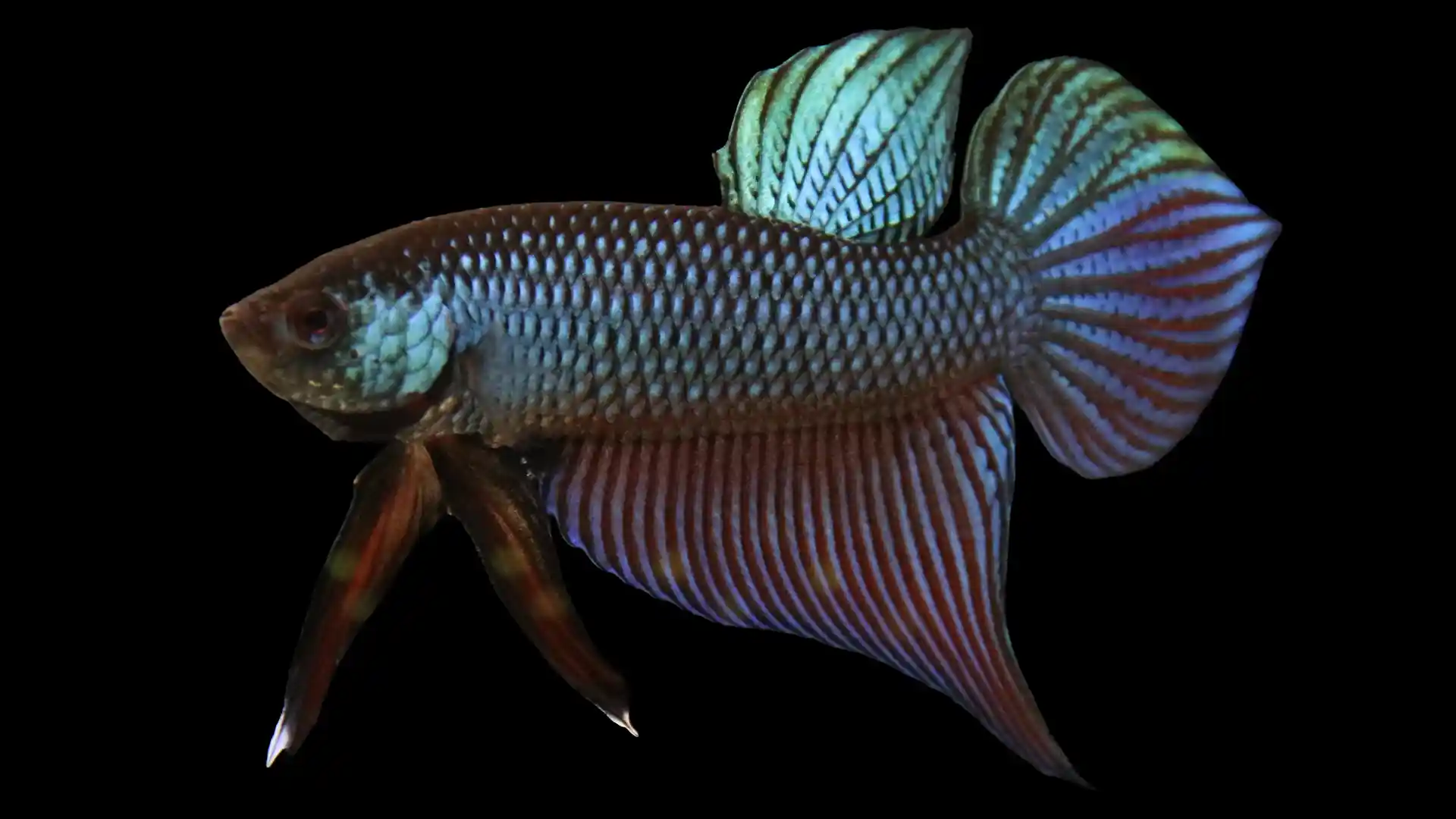 Close documentary shot of Smaragdina Betta ventral fins showing long narrow shape and intact white tips.